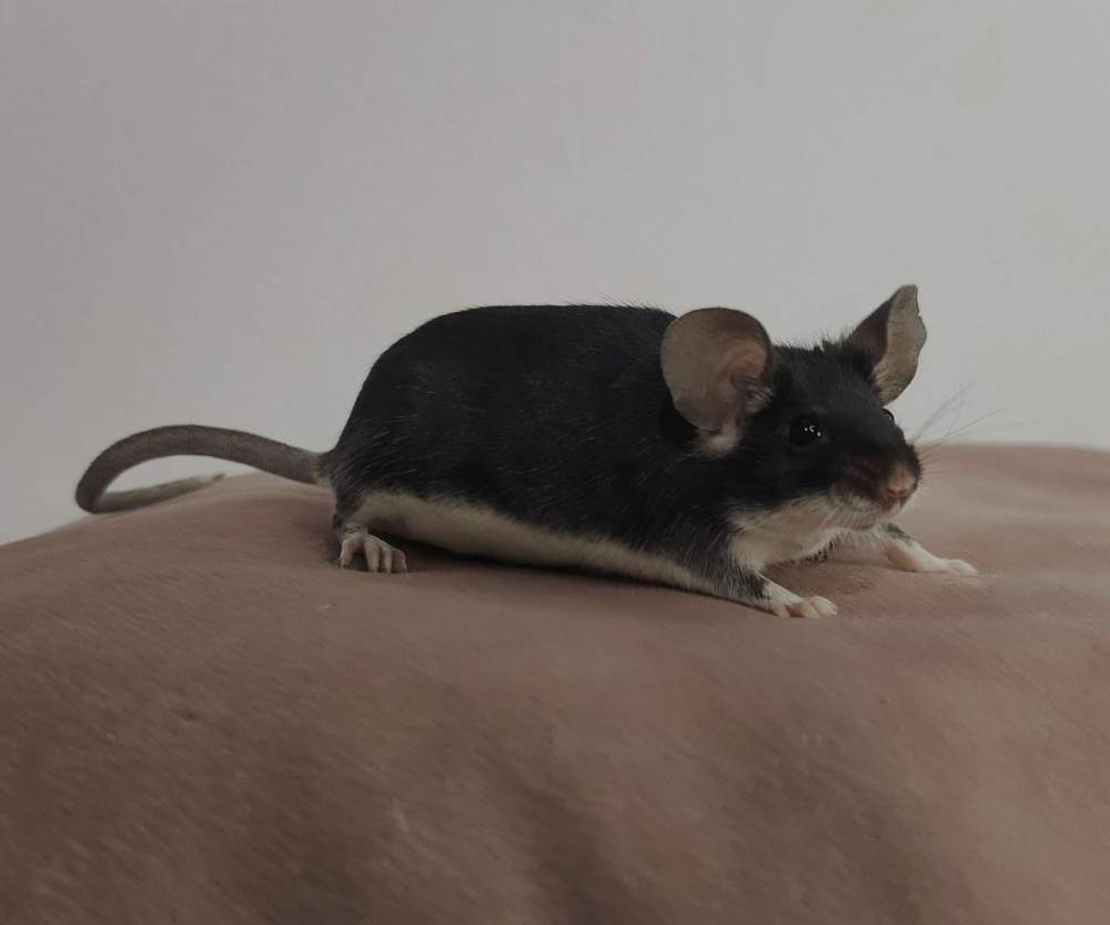 Fancy mouse Pet only Mus musculus 