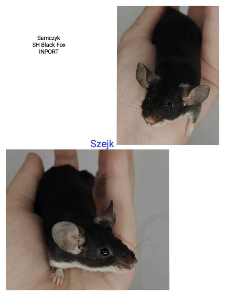 Fancy mouse Pet only Mus musculus 