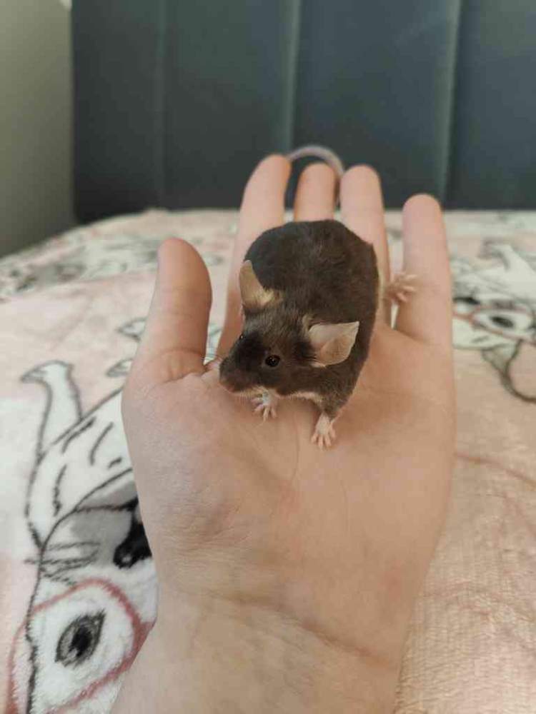 Fancy mouse Pet only Mus musculus 