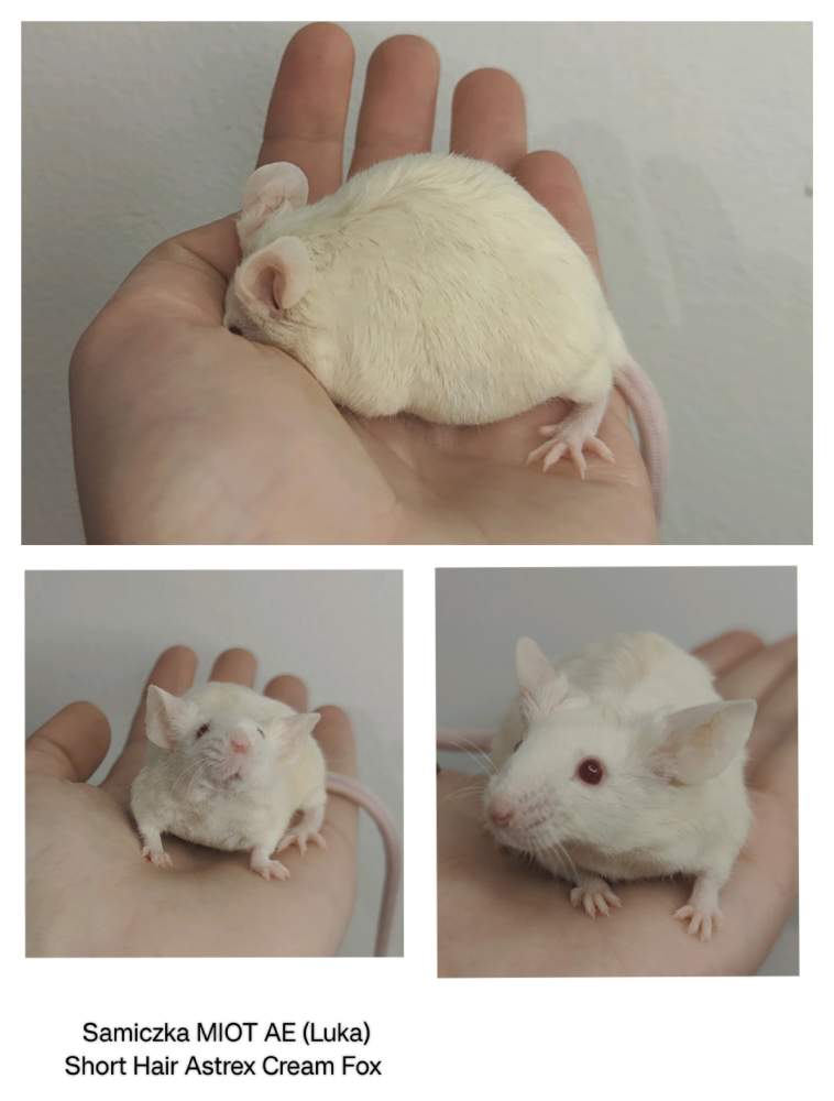 Fancy mouse Pet only Mus musculus 