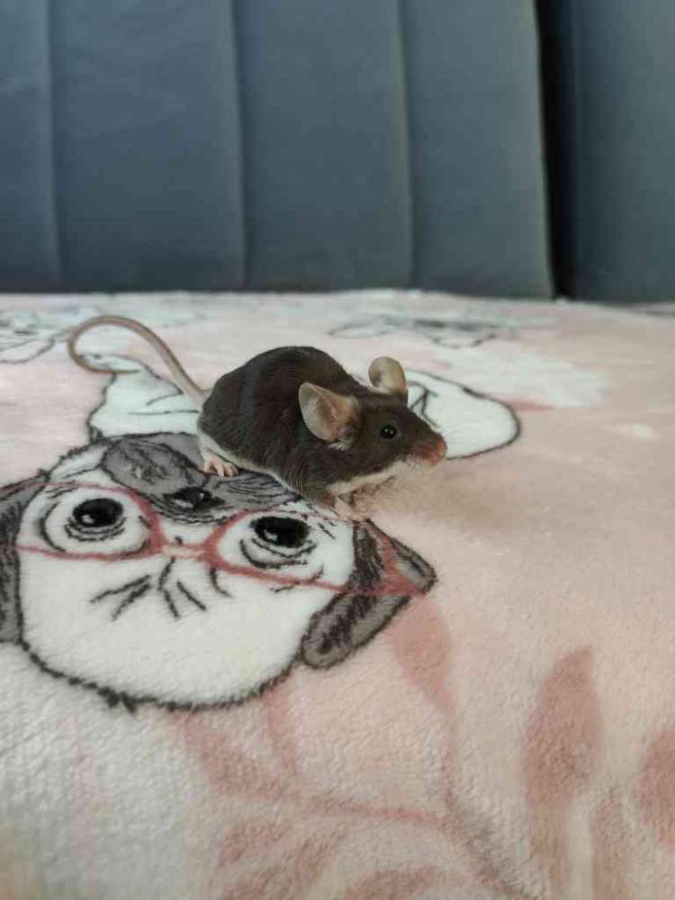 Fancy mouse Pet only Mus musculus 