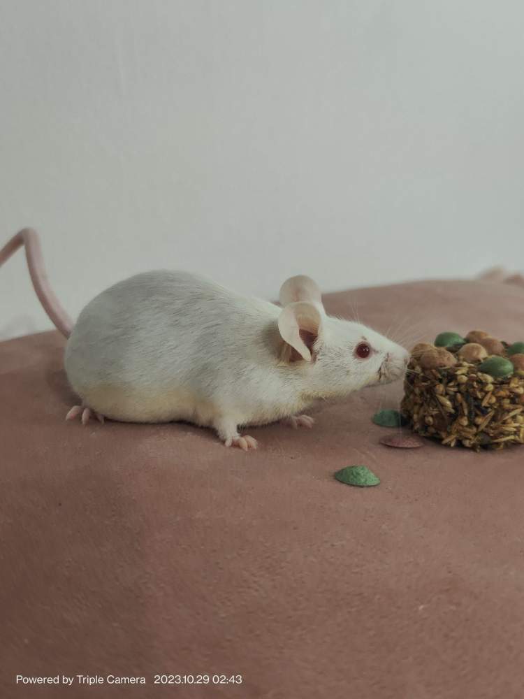 Fancy mouse Pet only Mus musculus 