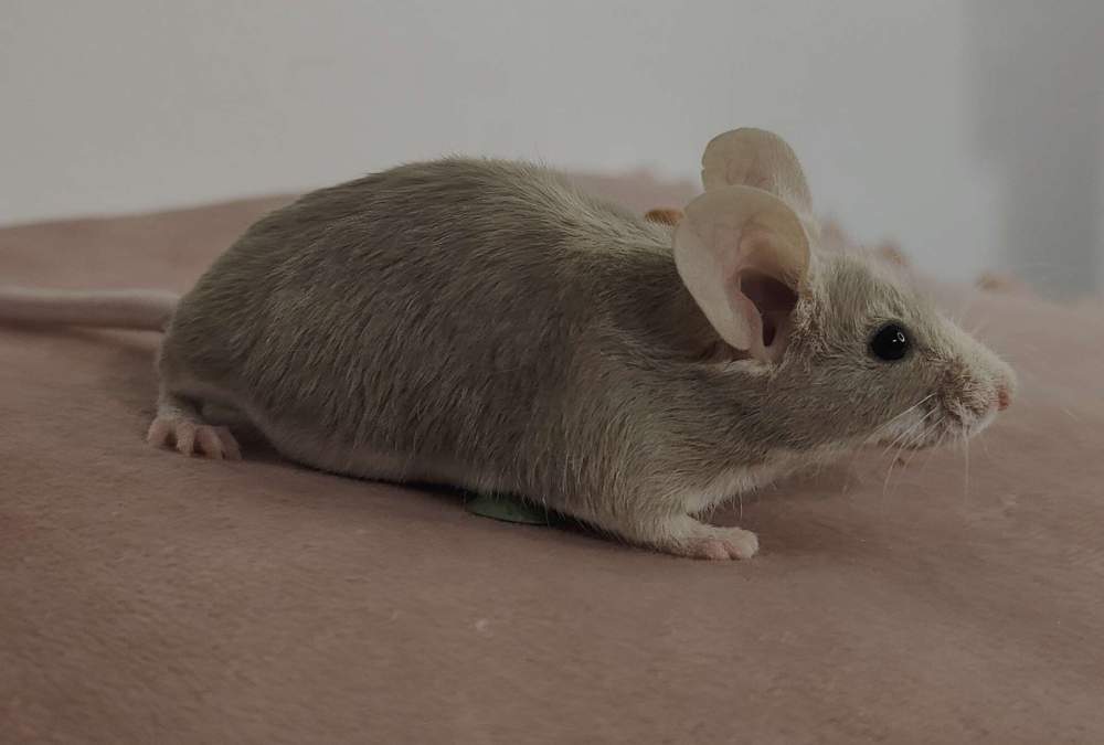 Fancy mouse Rehomed Mus musculus 