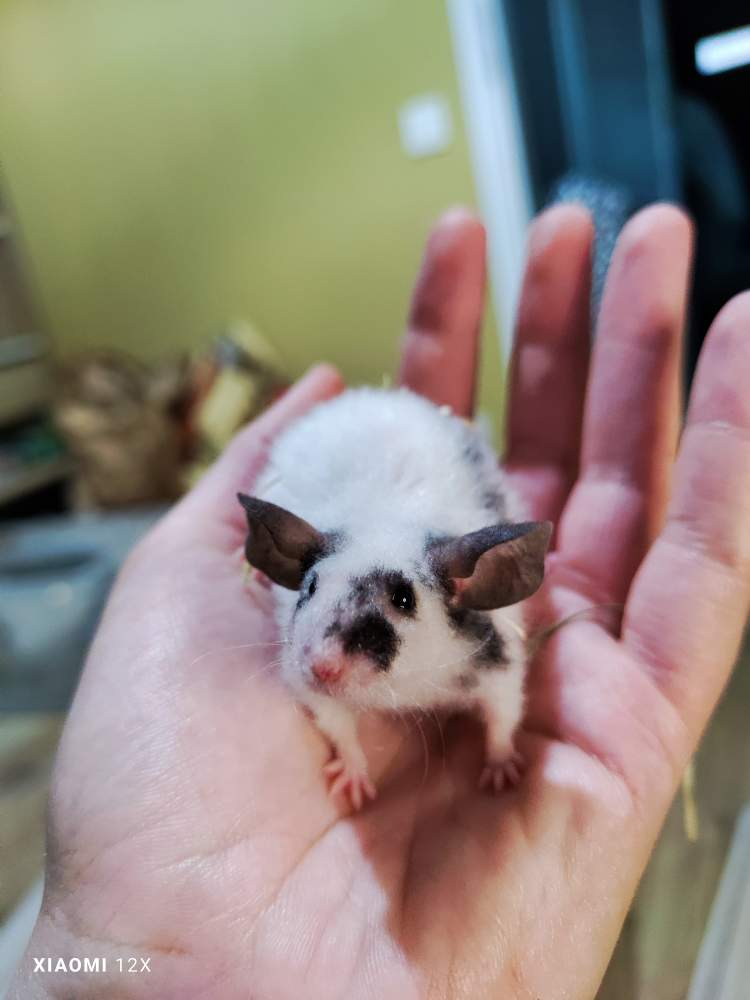 Fancy mouse Breeder Mus musculus 