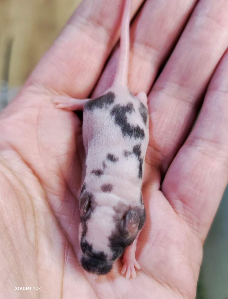 Fancy mouse Breeder Mus musculus 