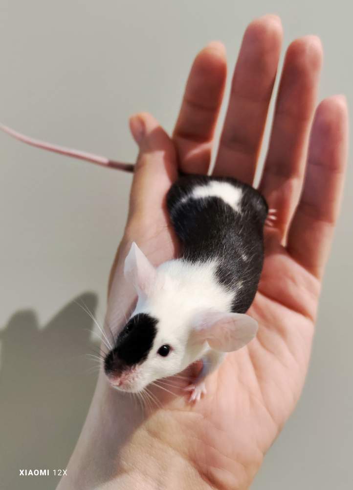 Fancy mouse Deceased Mus musculus 
