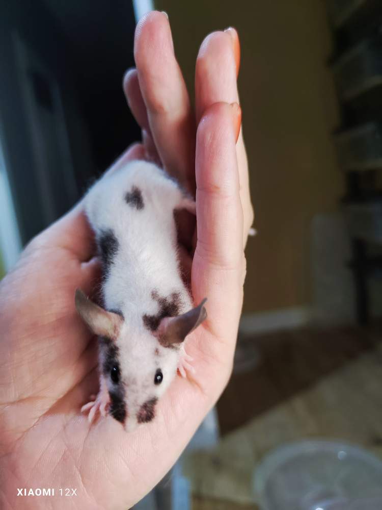 Fancy mouse Breeder Mus musculus 