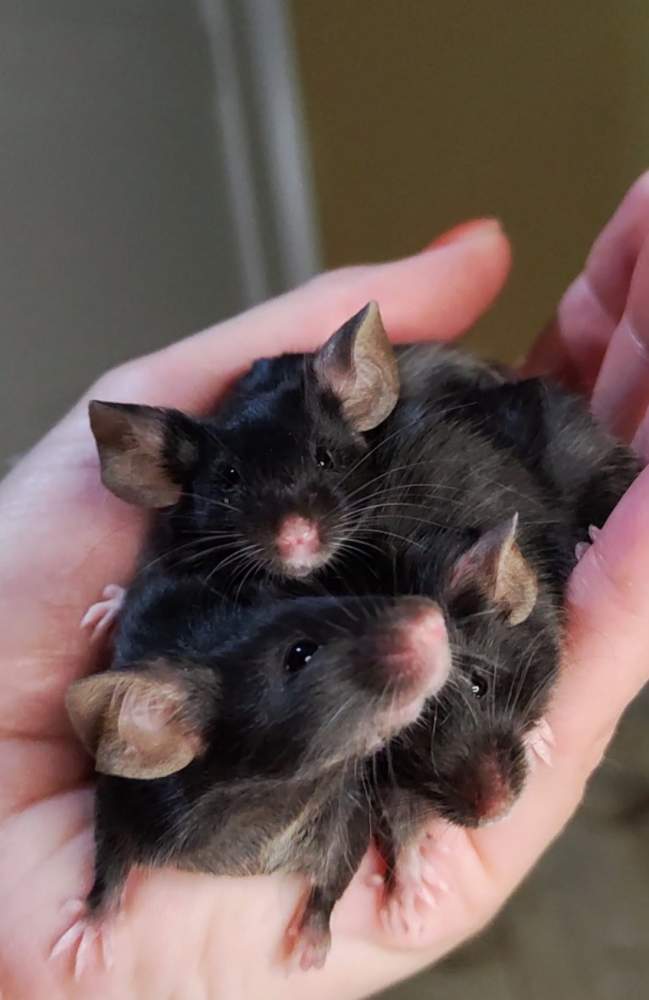 Fancy mouse Pet only Mus musculus 
