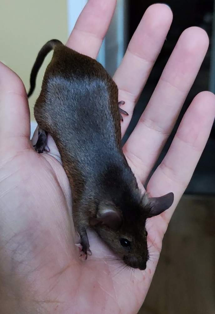 Fancy mouse Deceased Mus musculus 