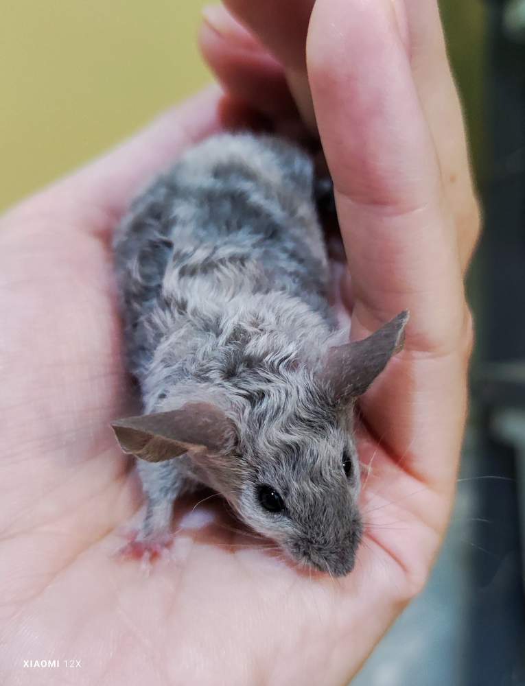 Fancy mouse Deceased Mus musculus 