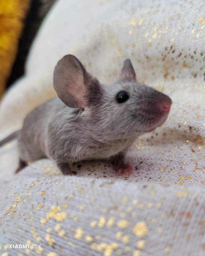 Fancy mouse Breeder Mus musculus 