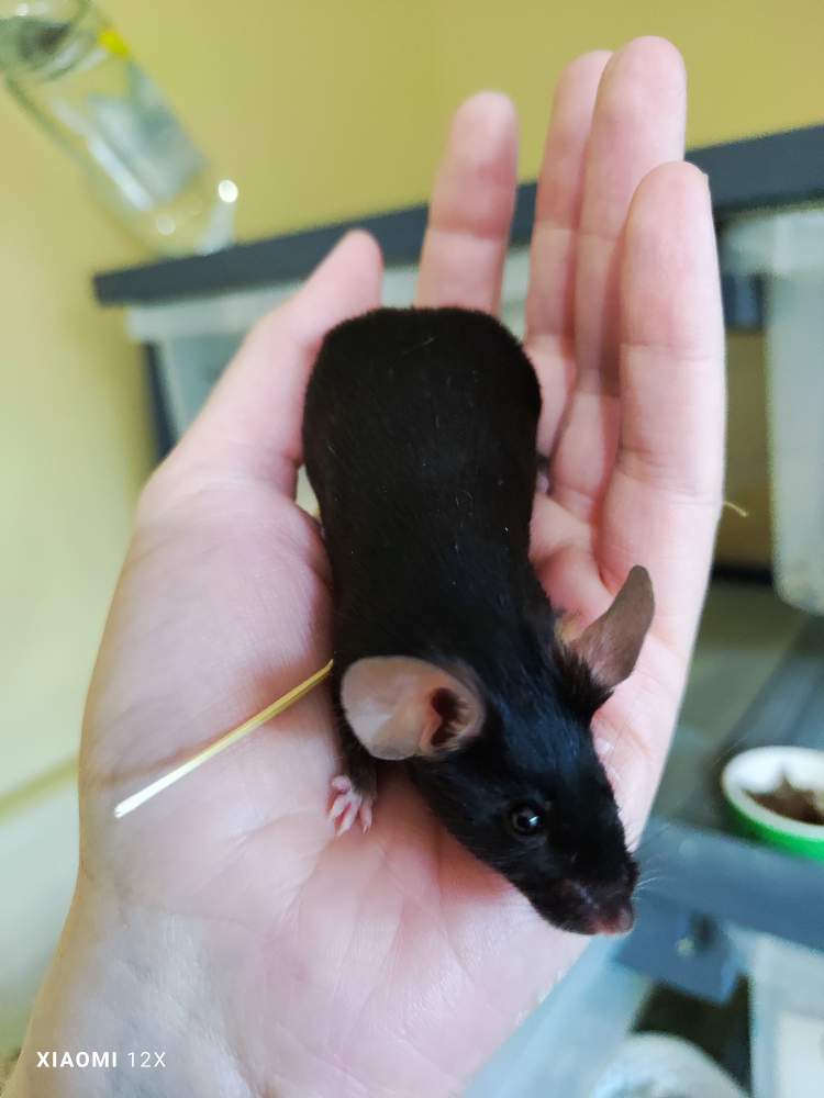 Fancy mouse Breeder Mus musculus 