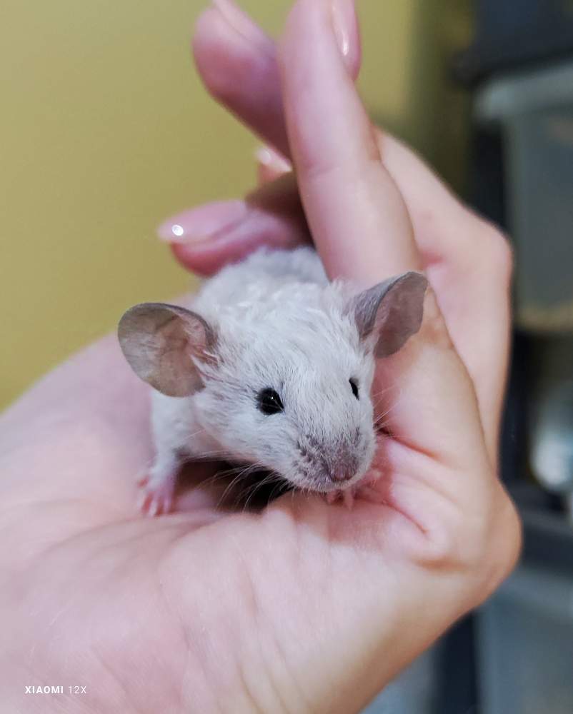 Fancy mouse Deceased Mus musculus 