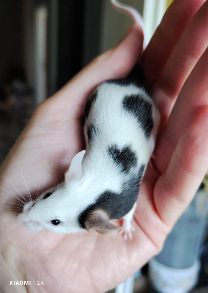 Fancy mouse Deceased Mus musculus 