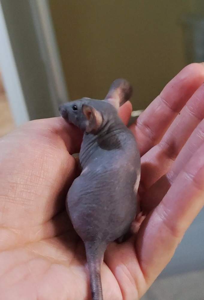 Fancy mouse Breeder Mus musculus 
