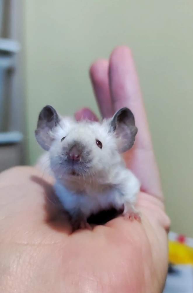 Fancy mouse Deceased Mus musculus 