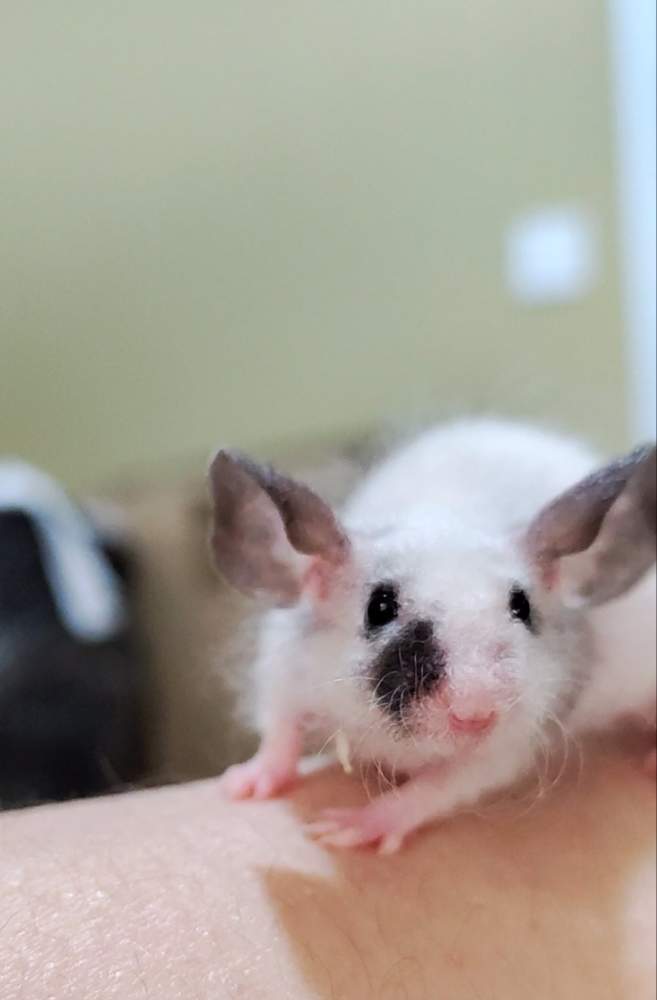 Fancy mouse Pet only Mus musculus 