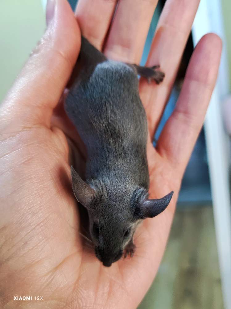 Fancy mouse Pet only Mus musculus 