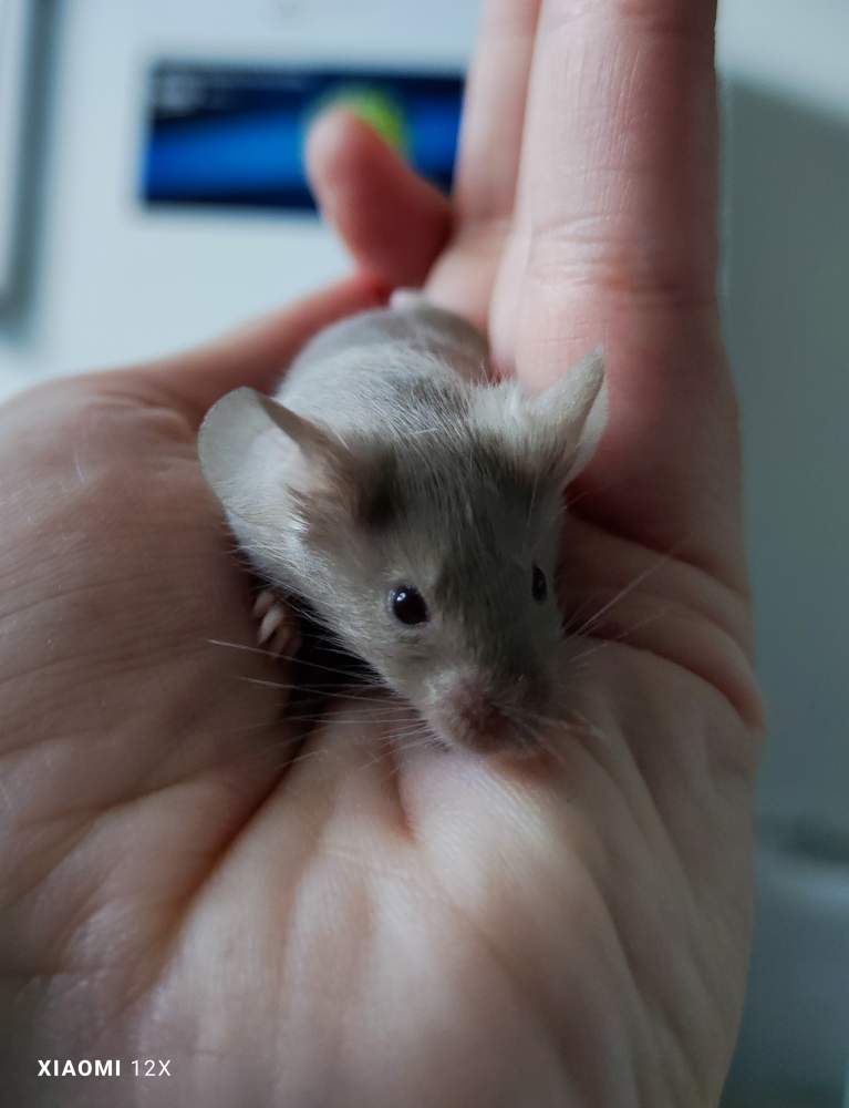 Fancy mouse Deceased Mus musculus 