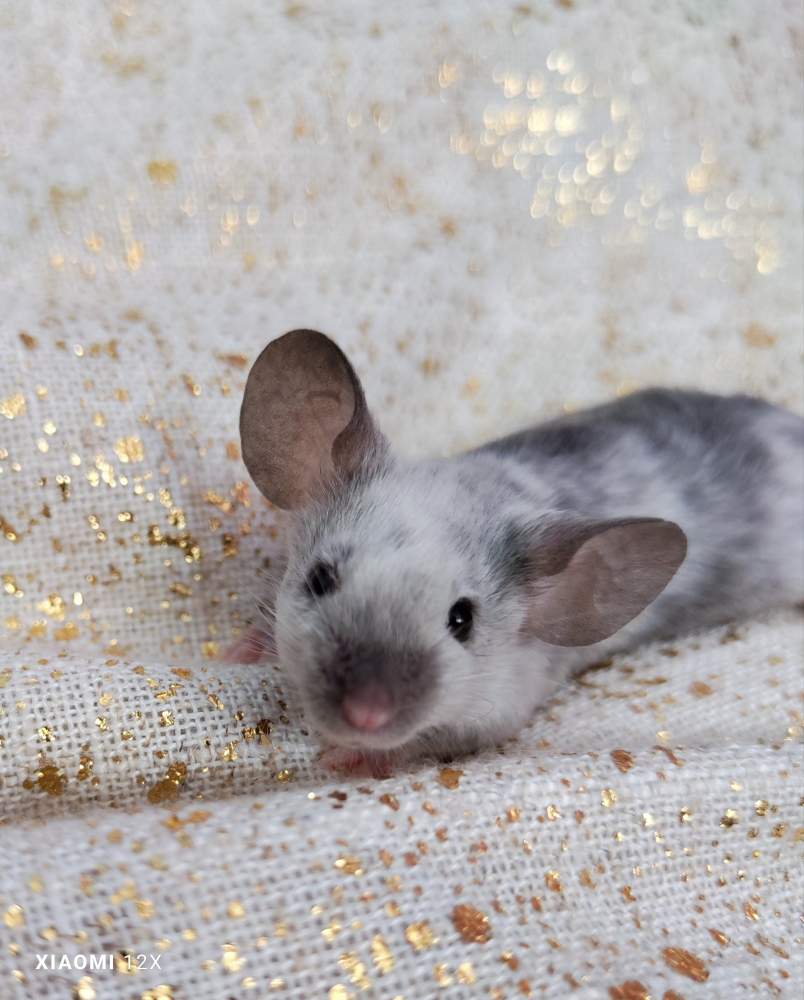 Fancy mouse Deceased Mus musculus 