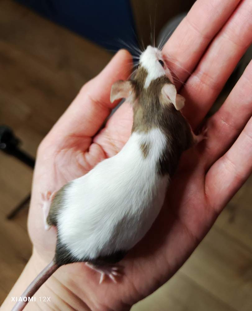 Fancy mouse Rehomed Mus musculus 