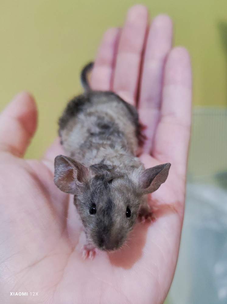 Fancy mouse Breeder Mus musculus 
