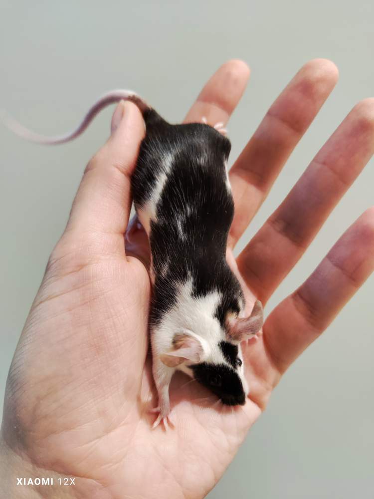 Fancy mouse Deceased Mus musculus 