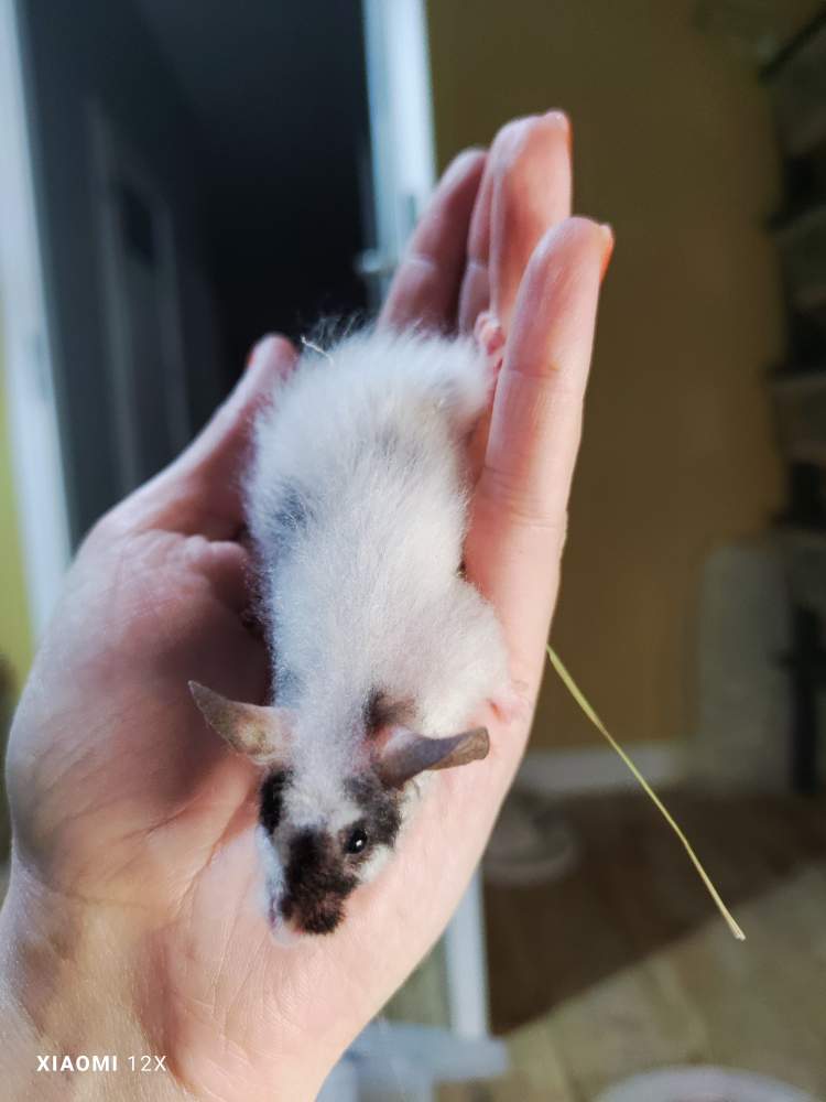 Fancy mouse Breeder Mus musculus 