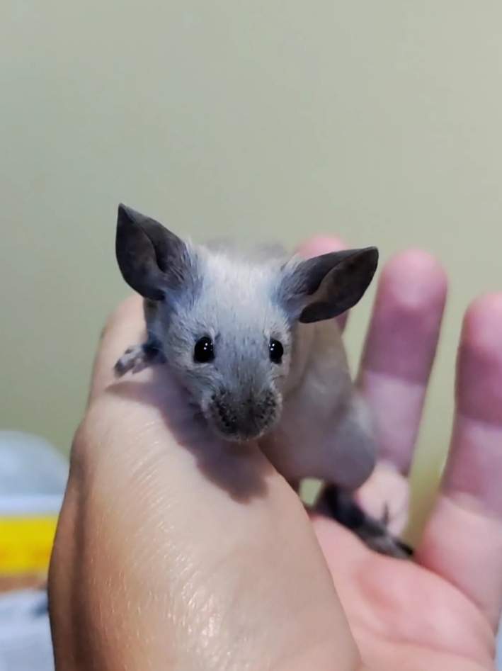 Fancy mouse Deceased Mus musculus 