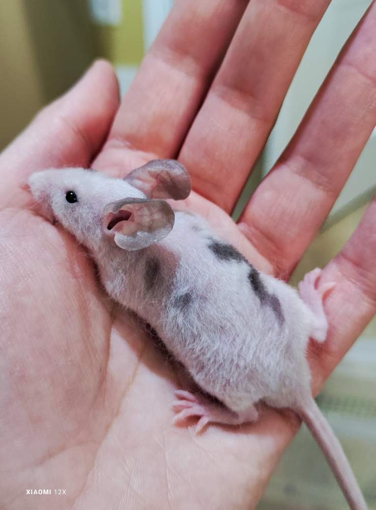 Fancy mouse Pet only Mus musculus 