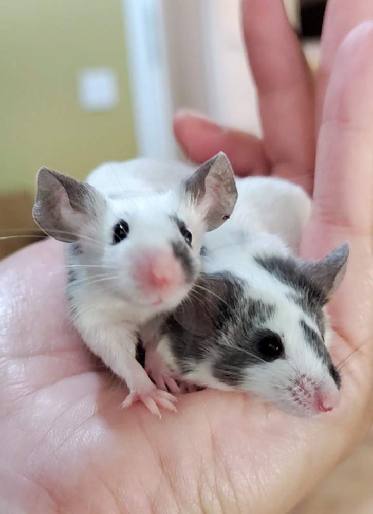 Fancy mouse Pet only Mus musculus 