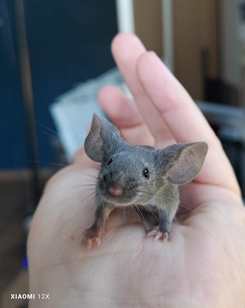 Fancy mouse Pet only Mus musculus 