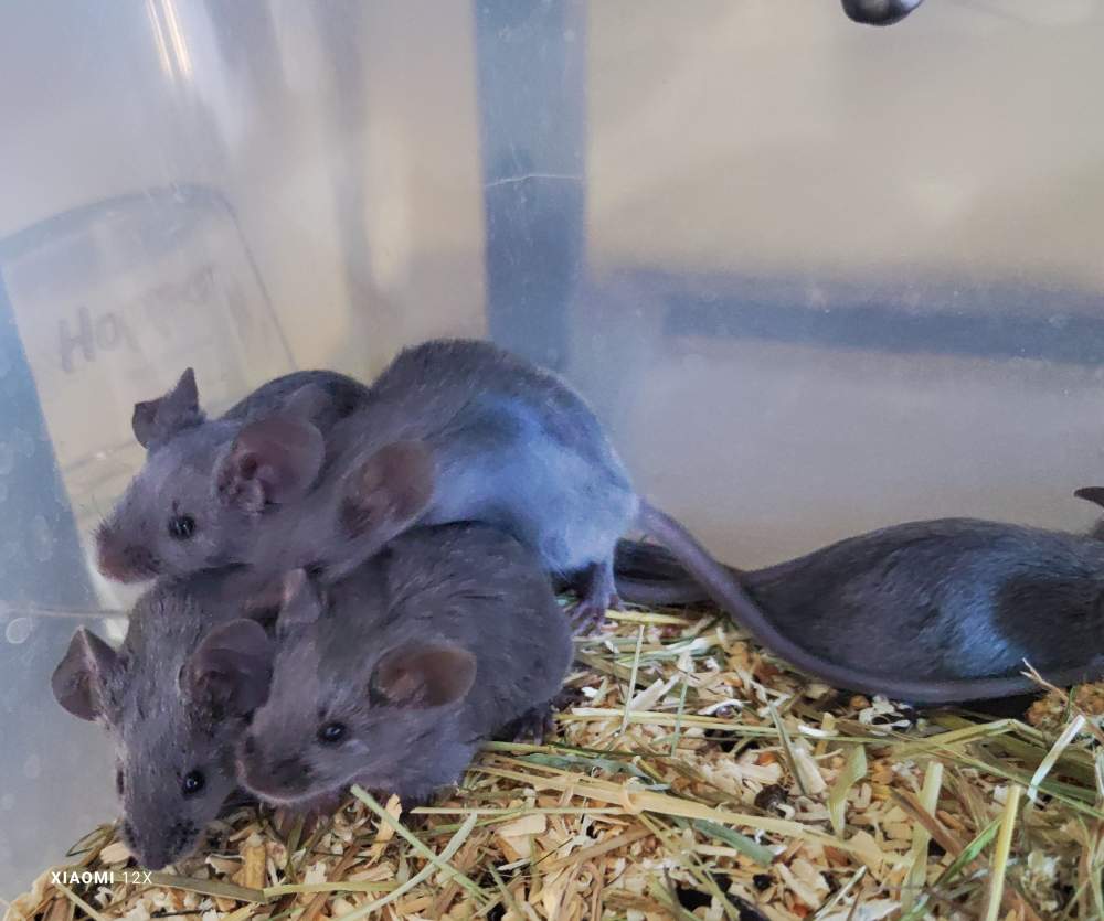 Fancy mouse Pet only Mus musculus 