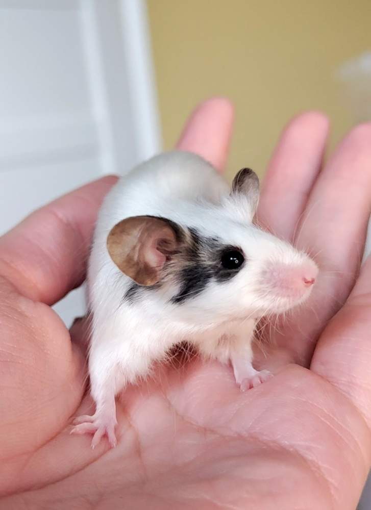Fancy mouse Breeder Mus musculus 