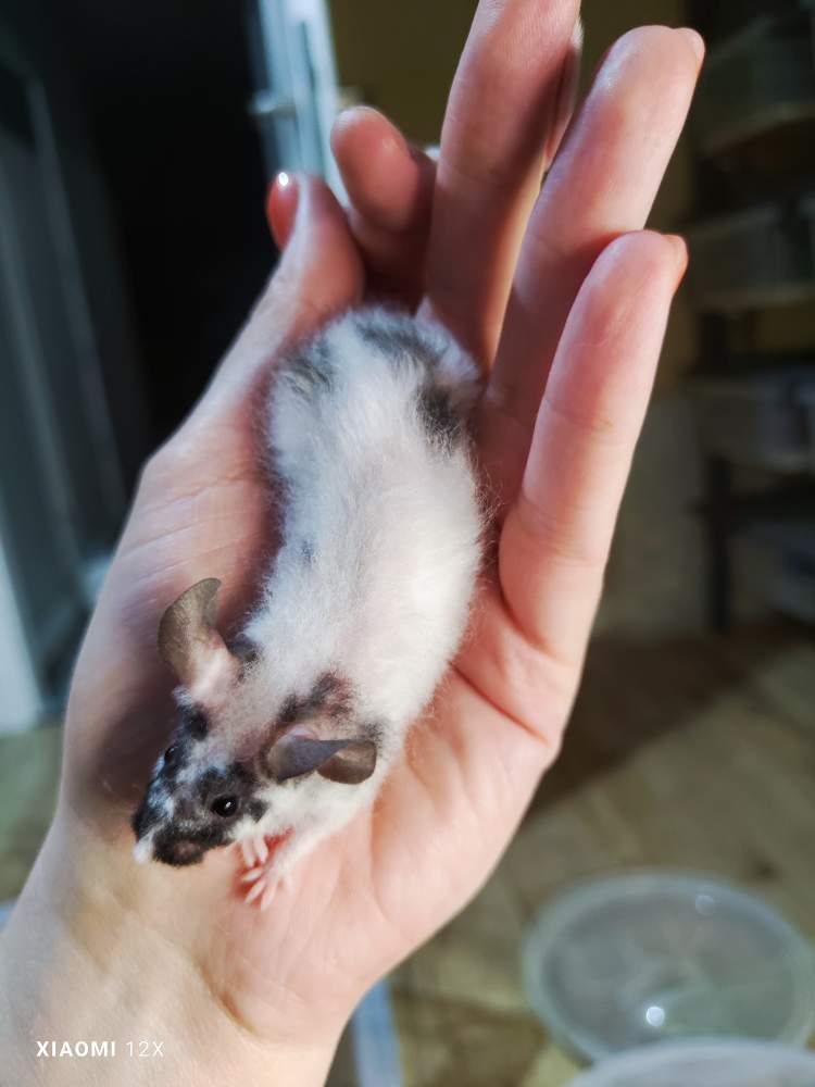 Fancy mouse Breeder Mus musculus 