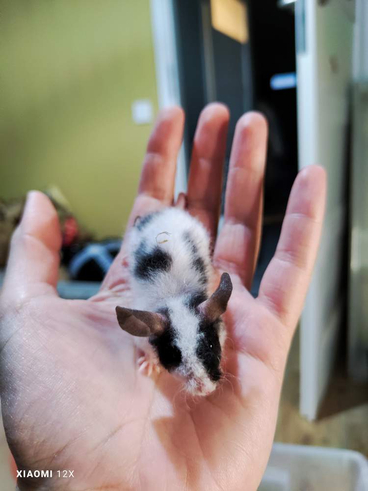 Fancy mouse Pet only Mus musculus 