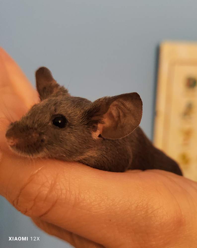 Fancy mouse Rehomed Mus musculus 