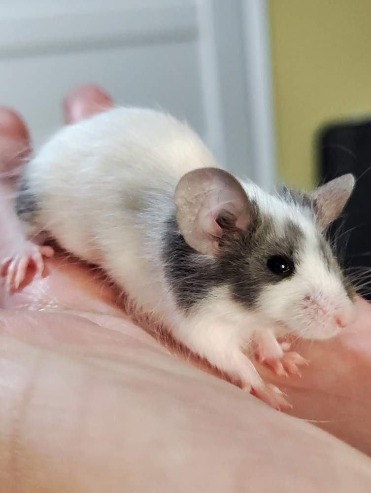 Fancy mouse Pet only Mus musculus 