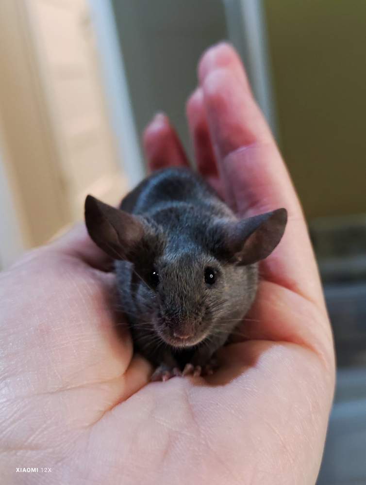 Fancy mouse Breeder Mus musculus 