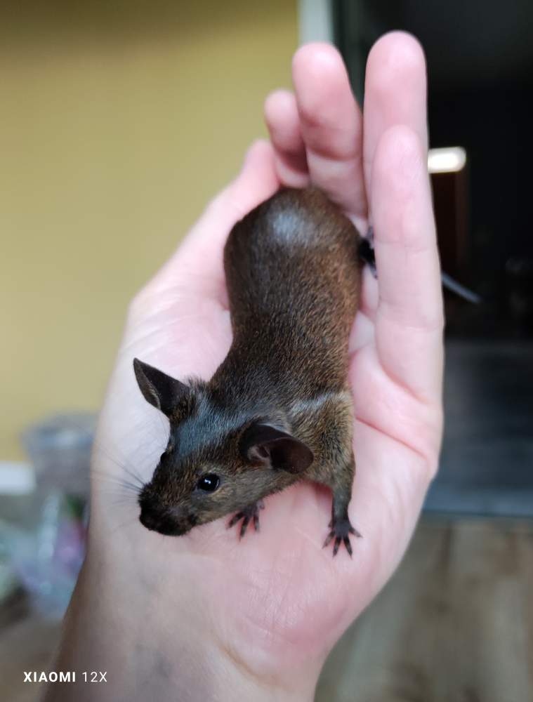 Fancy mouse Deceased Mus musculus 