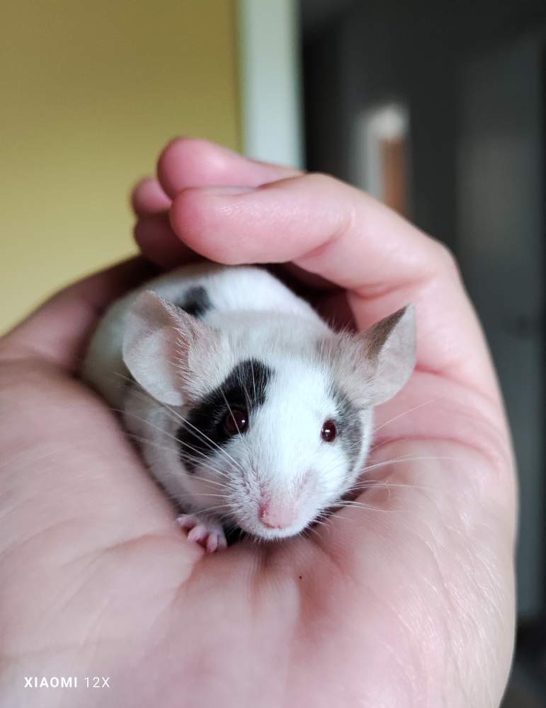 Fancy mouse Deceased Mus musculus 