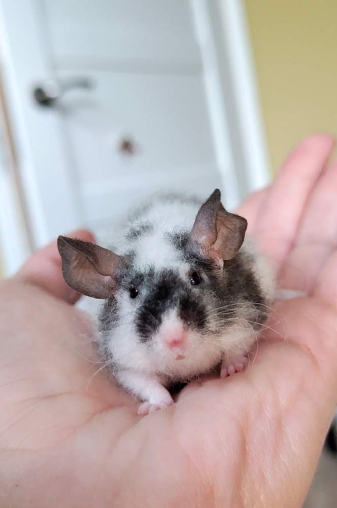 Fancy mouse Breeder Mus musculus 
