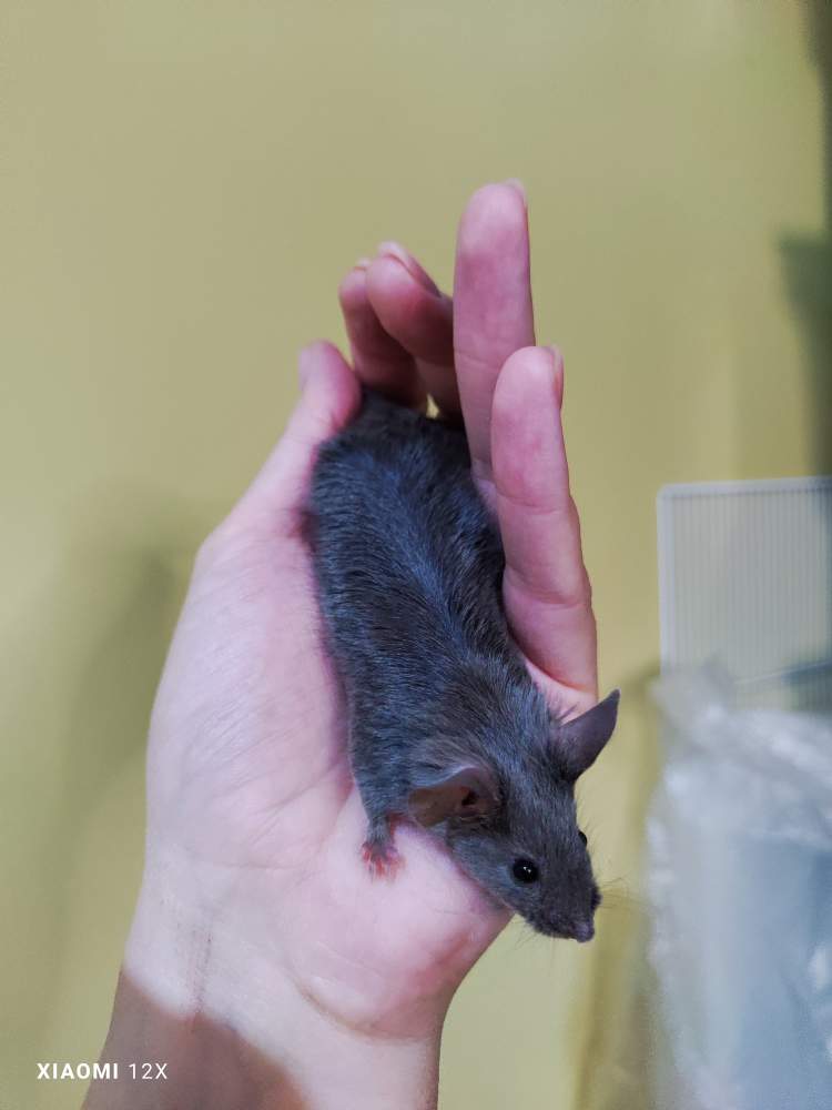 Fancy mouse Retired Mus musculus 