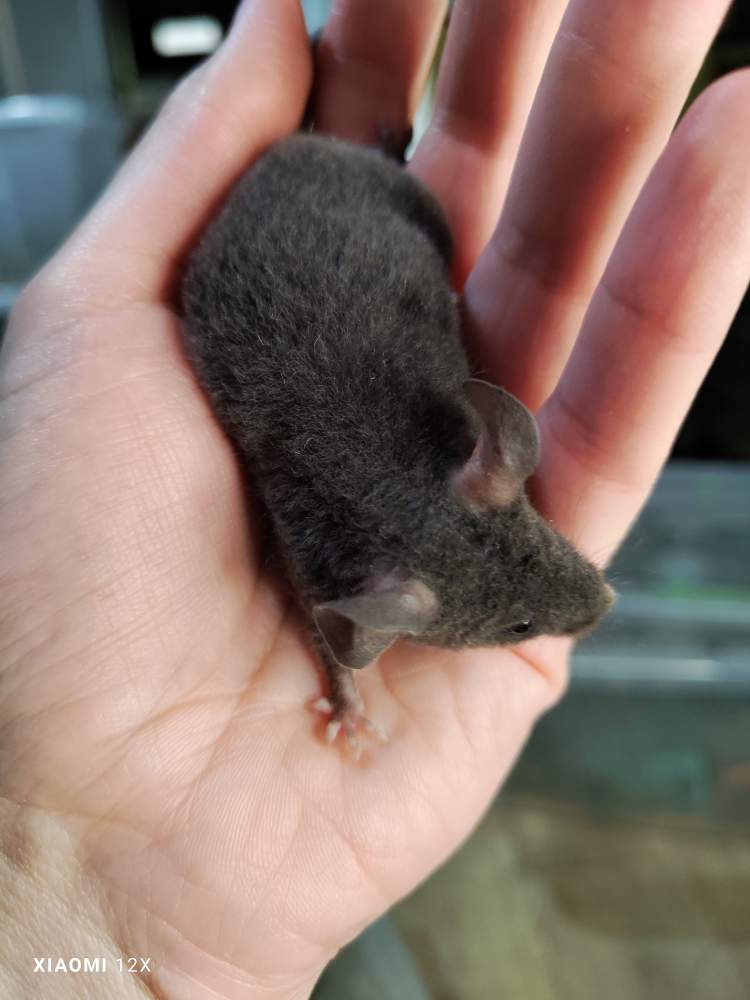 Fancy mouse Breeder Mus musculus 