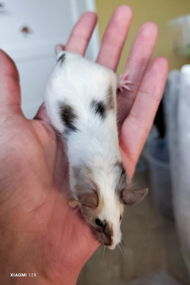 Fancy mouse Breeder Mus musculus 