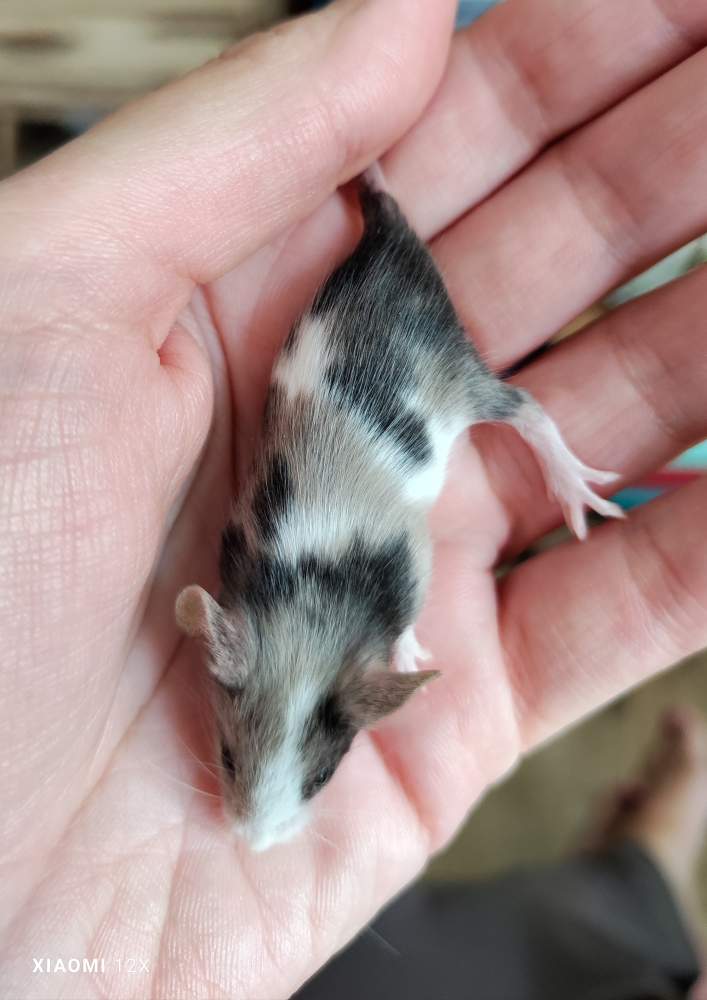 Fancy mouse Breeder Mus musculus 