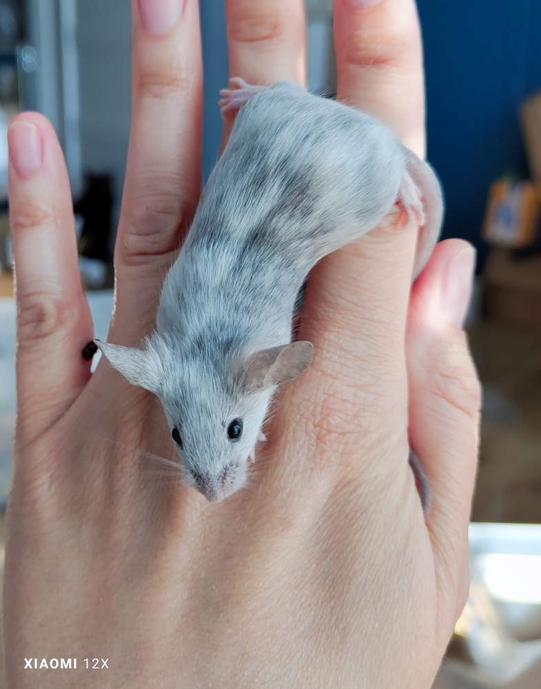 Fancy mouse Deceased Mus musculus 