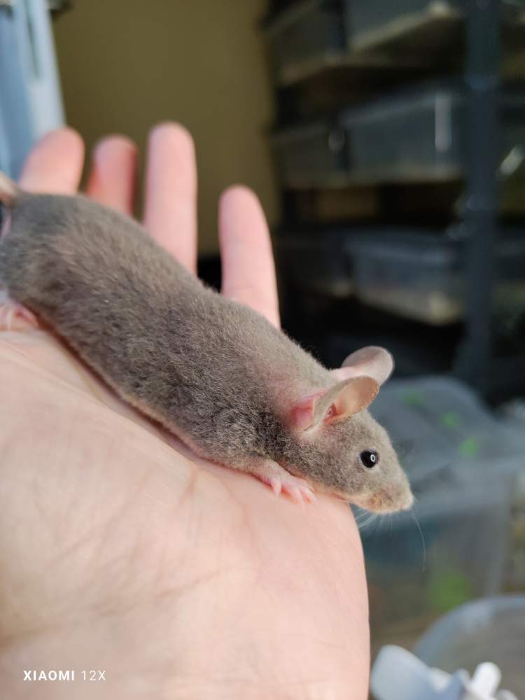 Fancy mouse Pet only Mus musculus 
