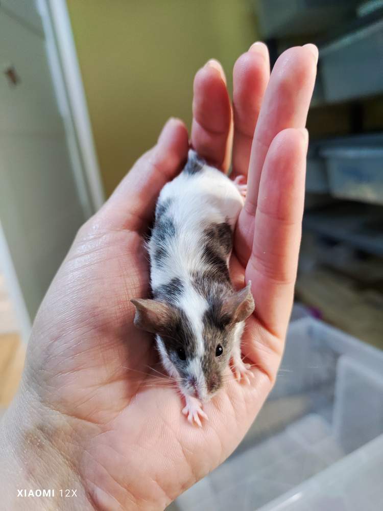 Fancy mouse Breeder Mus musculus 