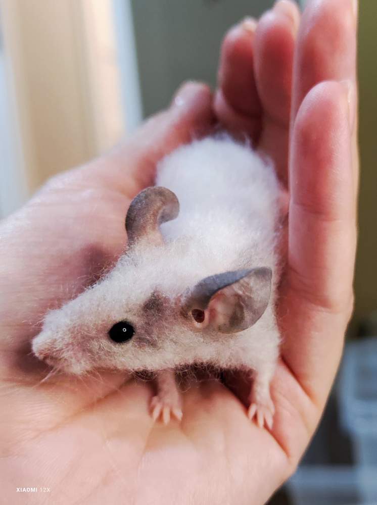 Fancy mouse Deceased Mus musculus 